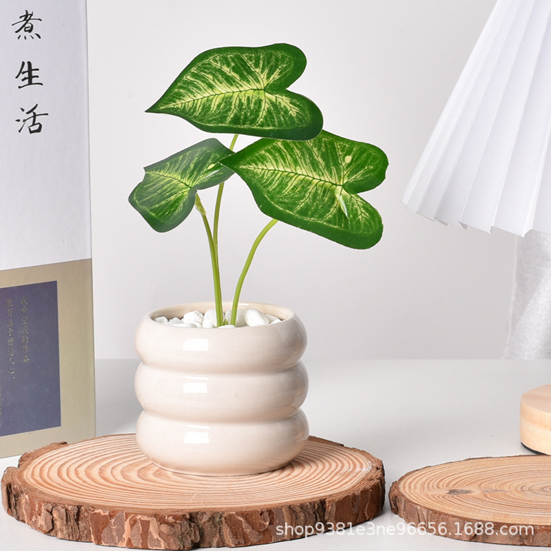 Ceramic Self-Watering Succulen - Echeveria Succulent recension och pris