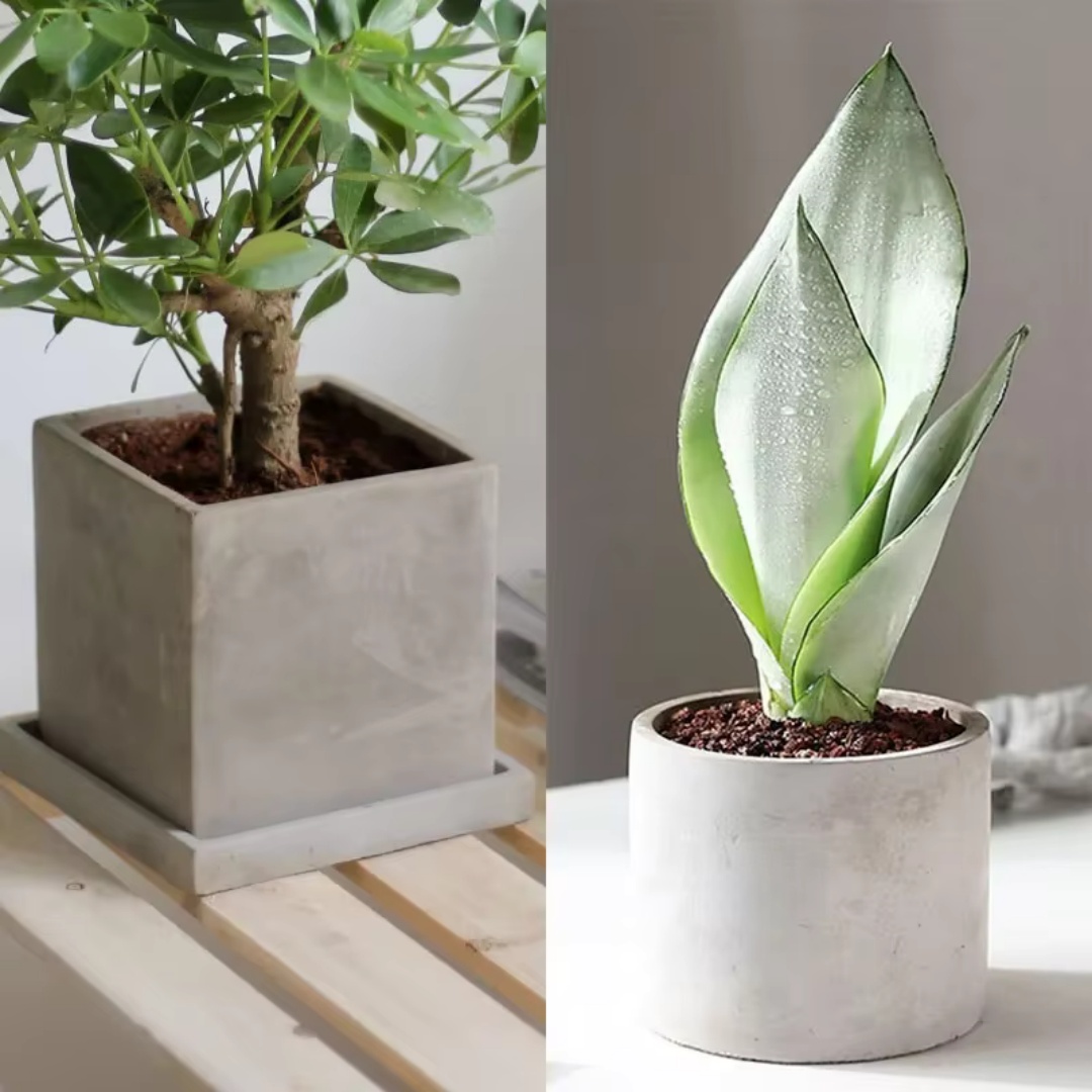 15cm Large Size Round Concrete - Echeveria Succulent recension och pris